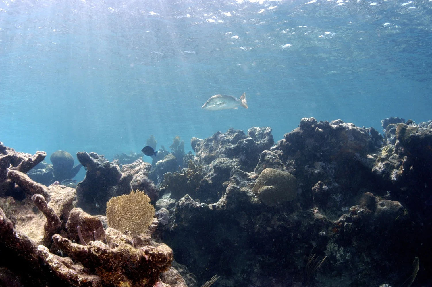 The reef at Sunset Watch is alluring to many creatures.