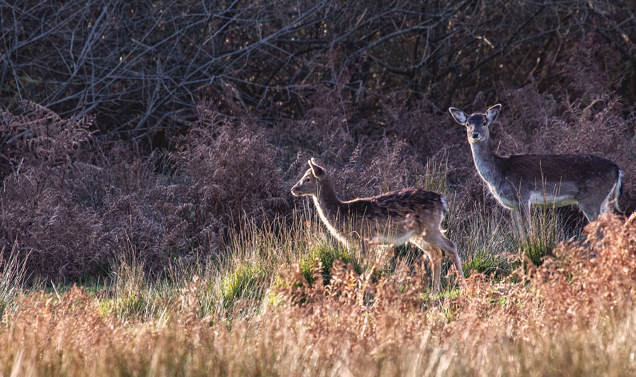 forest deer.jpg