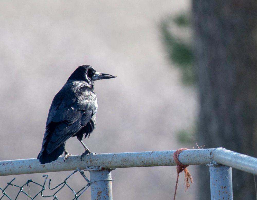 A Clamour of Rooks — Seeking Wild Sights