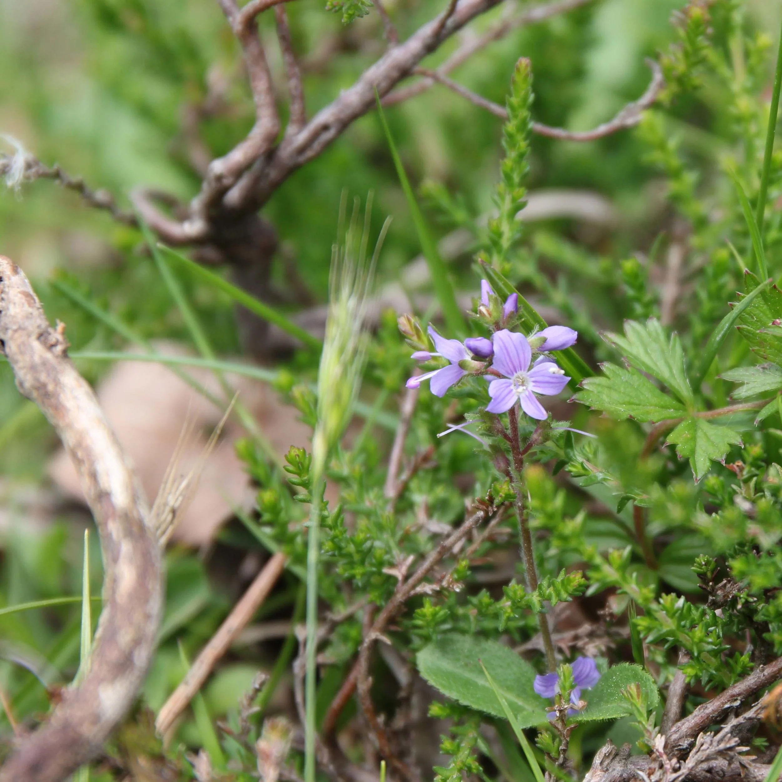Week Two: New Forest - Wildflowers