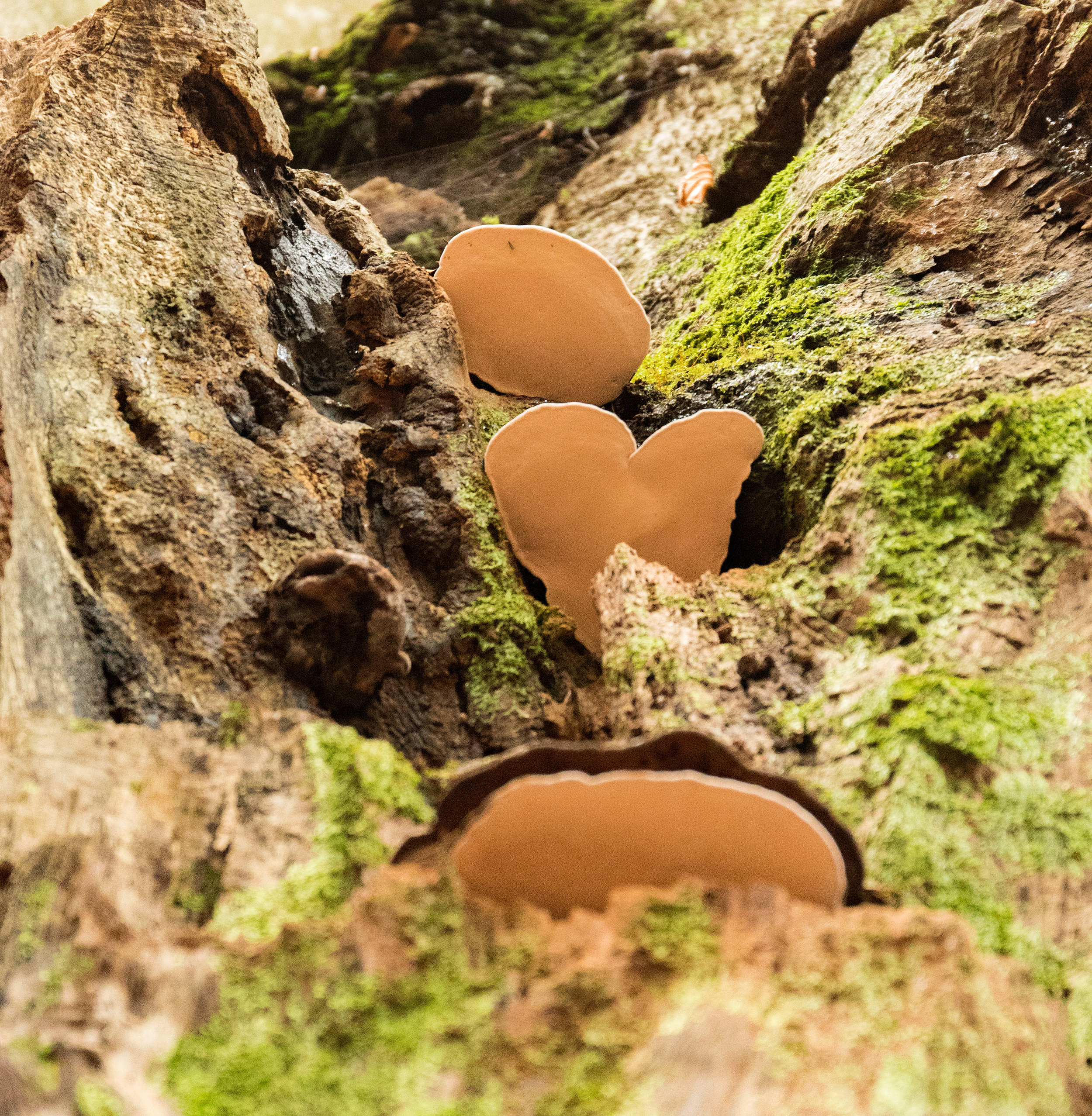 love fungi.jpg