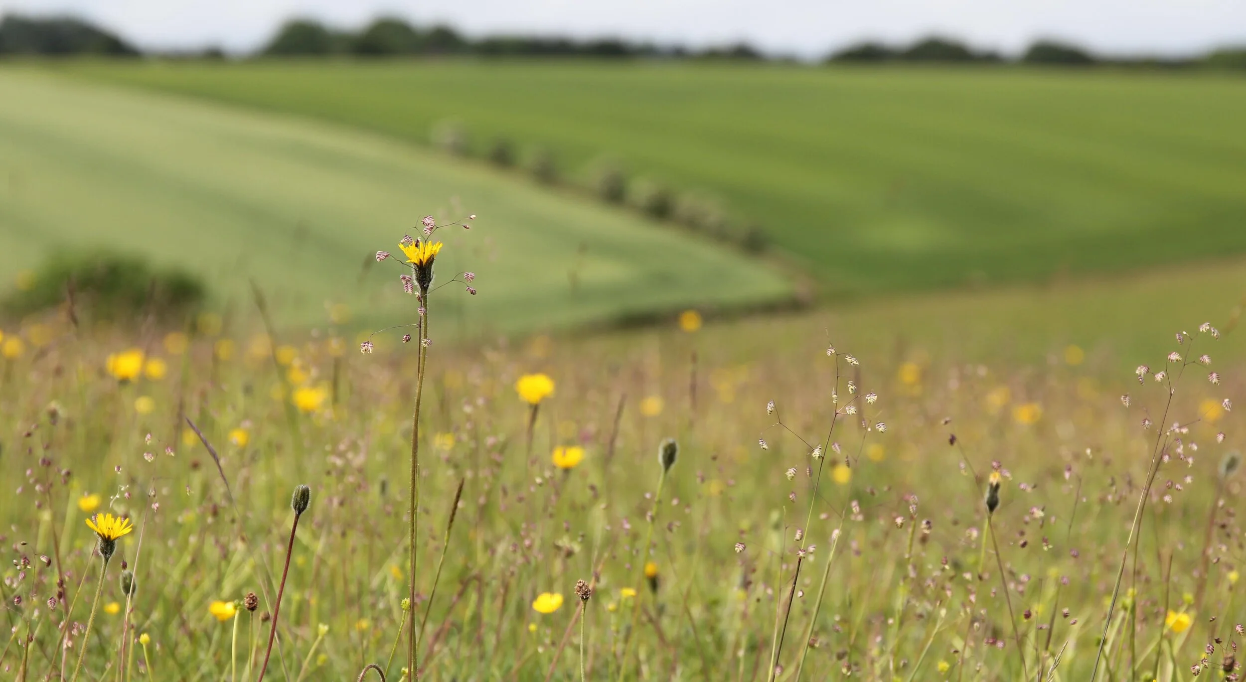 Grassroots Wildlife Warriors