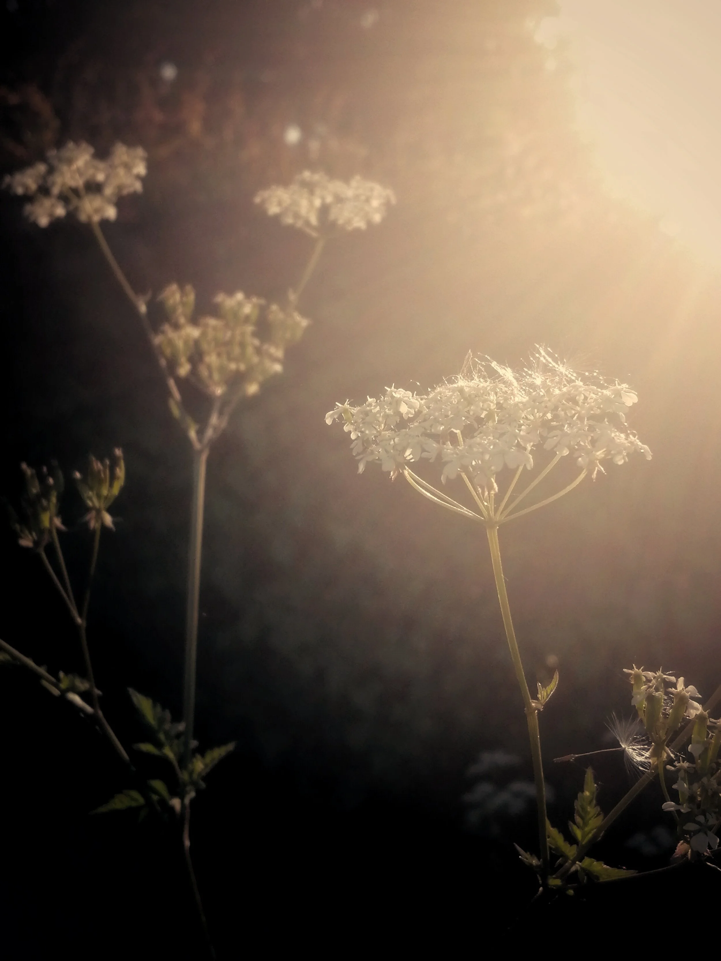 Old roads shine in the glowing evening light