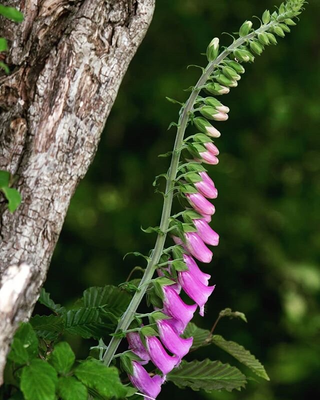 Foxgloves have always reminded me of human spines. The gentle curvature, decked in segments of flowers, spaced like disks and vertebrae. Each individual segment essential for the entirity of the plant. Long, upright, stretching skywards with strength