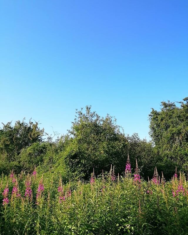 The air today is thick and sticky. These are the days that belong to the insects, the ones that buzz in circles, the ones that are occupied in the hedgerows, the ones that bask on a bed of flowers. These days are not for walking, they are not for doi