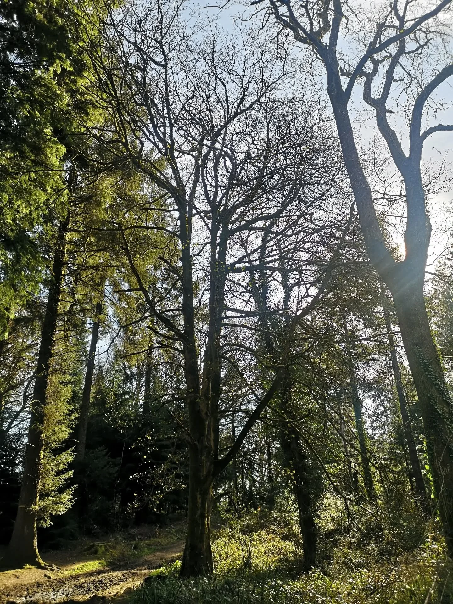 I snuck off to the woods last week, and I wasn't alone. The super knowledgeable, super wonderful, super all round awesome Nick Patel was there too. I had booked a a one to one Wilder Skies tour because I just wanted to get to know the woods better. I