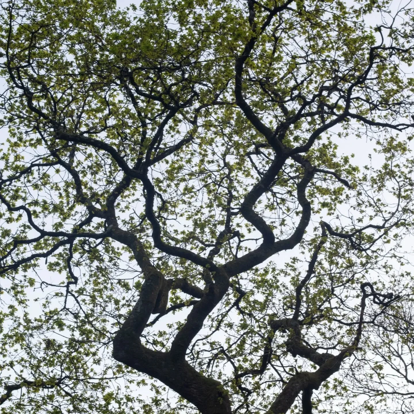 April in the woods just gets into your soul. 
Deep.
Green flushing through veins.
Endless mycelium. 
Home. 

When April arrives
take me to the woods
and just leave me there...