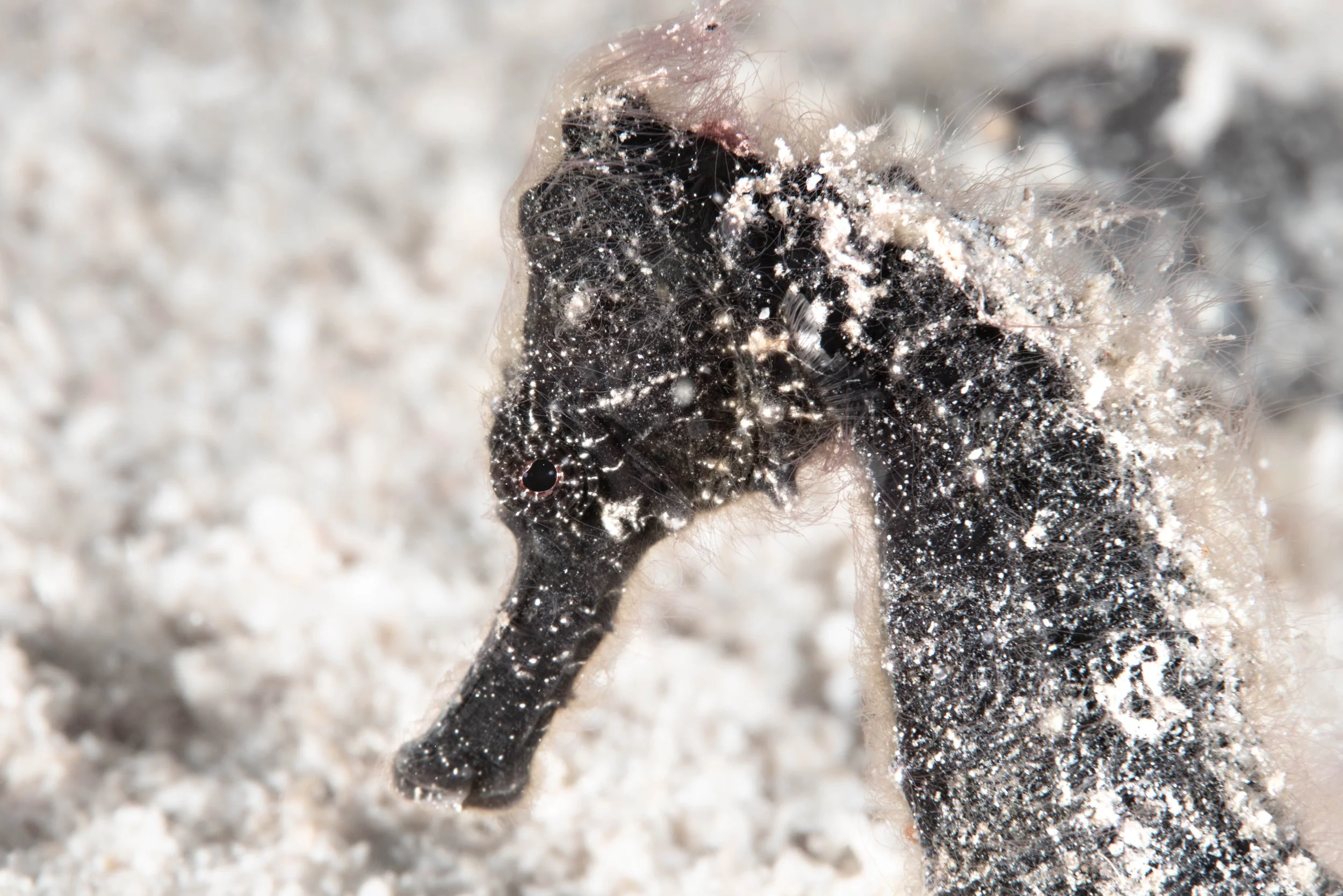 This Seahorse is covered in long filaments making it look like it is wearing a veil.
