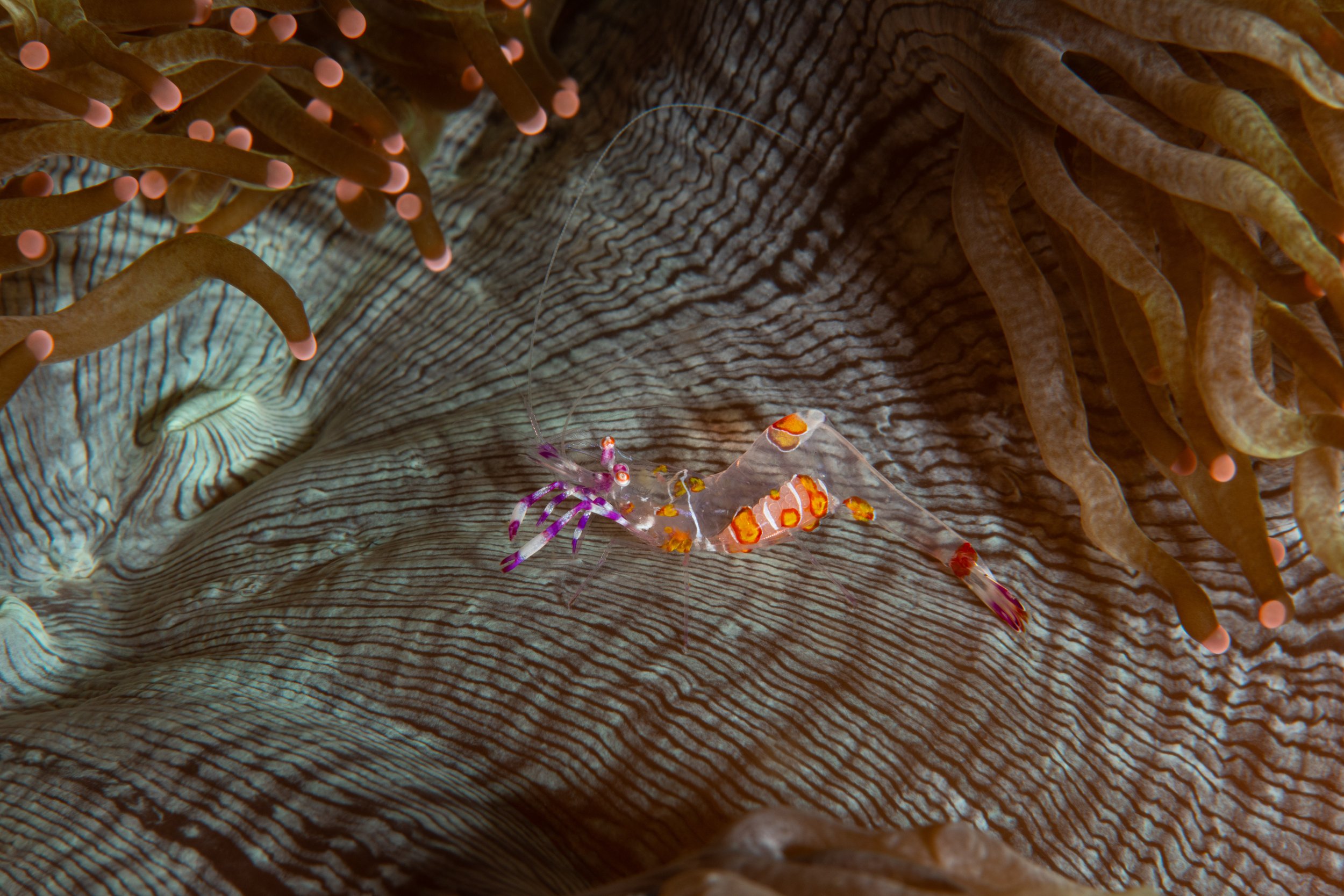 Two-colored Anemone Shrimp
