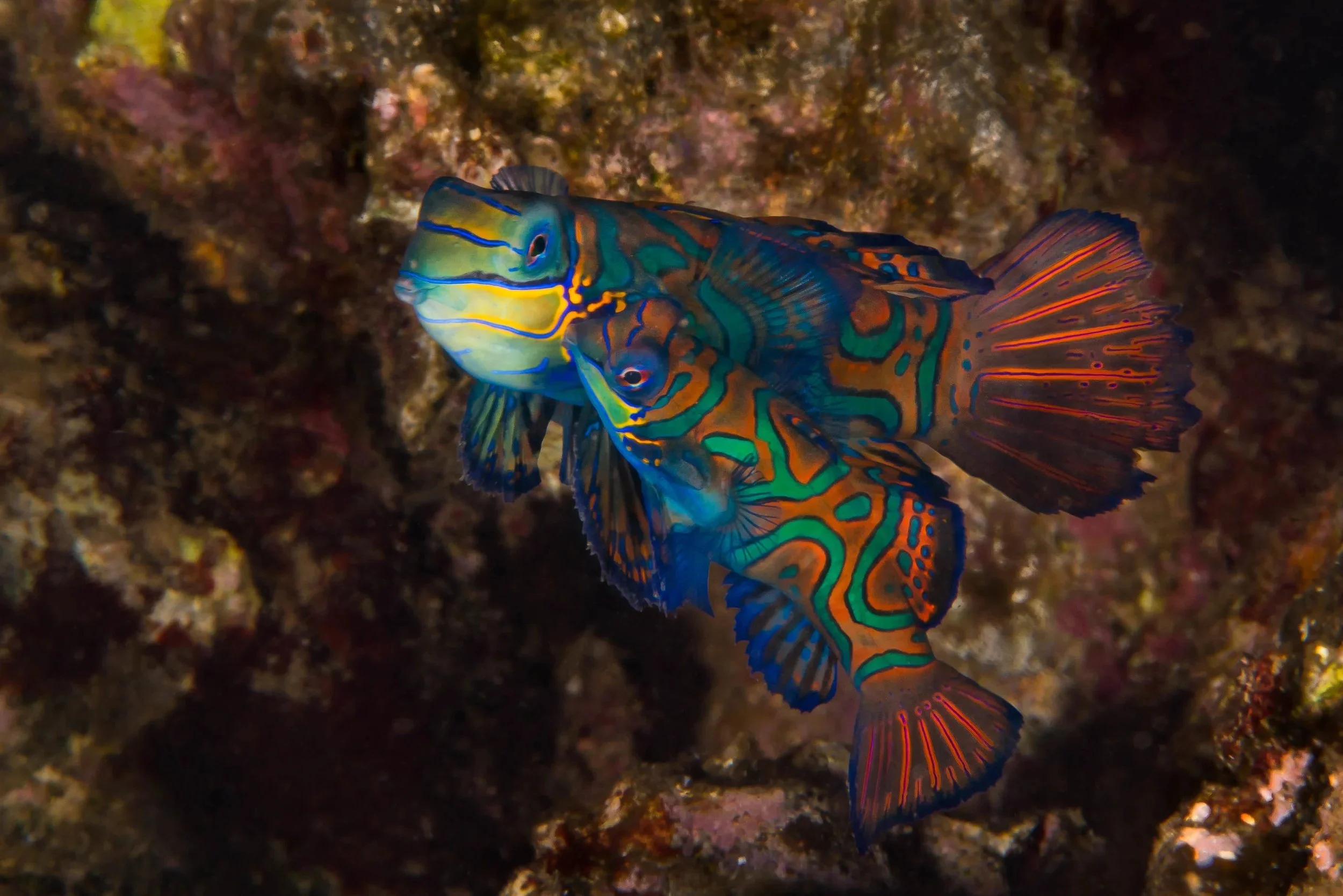 Colorful mimic octopus with intricate patterns on its body, swimming near a coral reef.