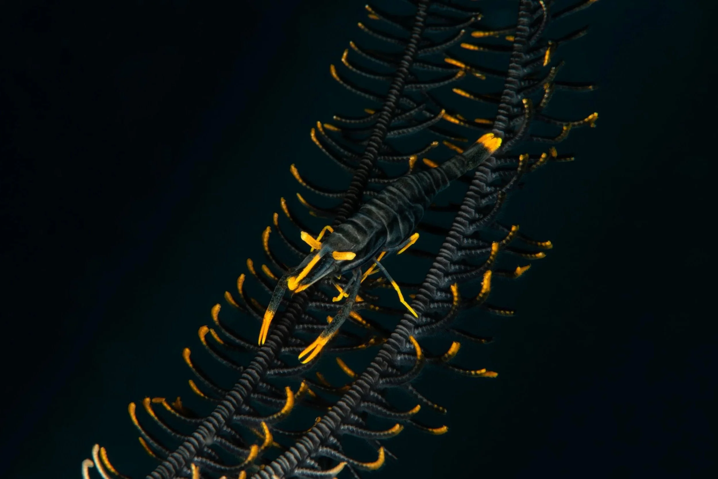 A group of black and yellow marine shrimp crawling on a dark, black coral or sea whip.