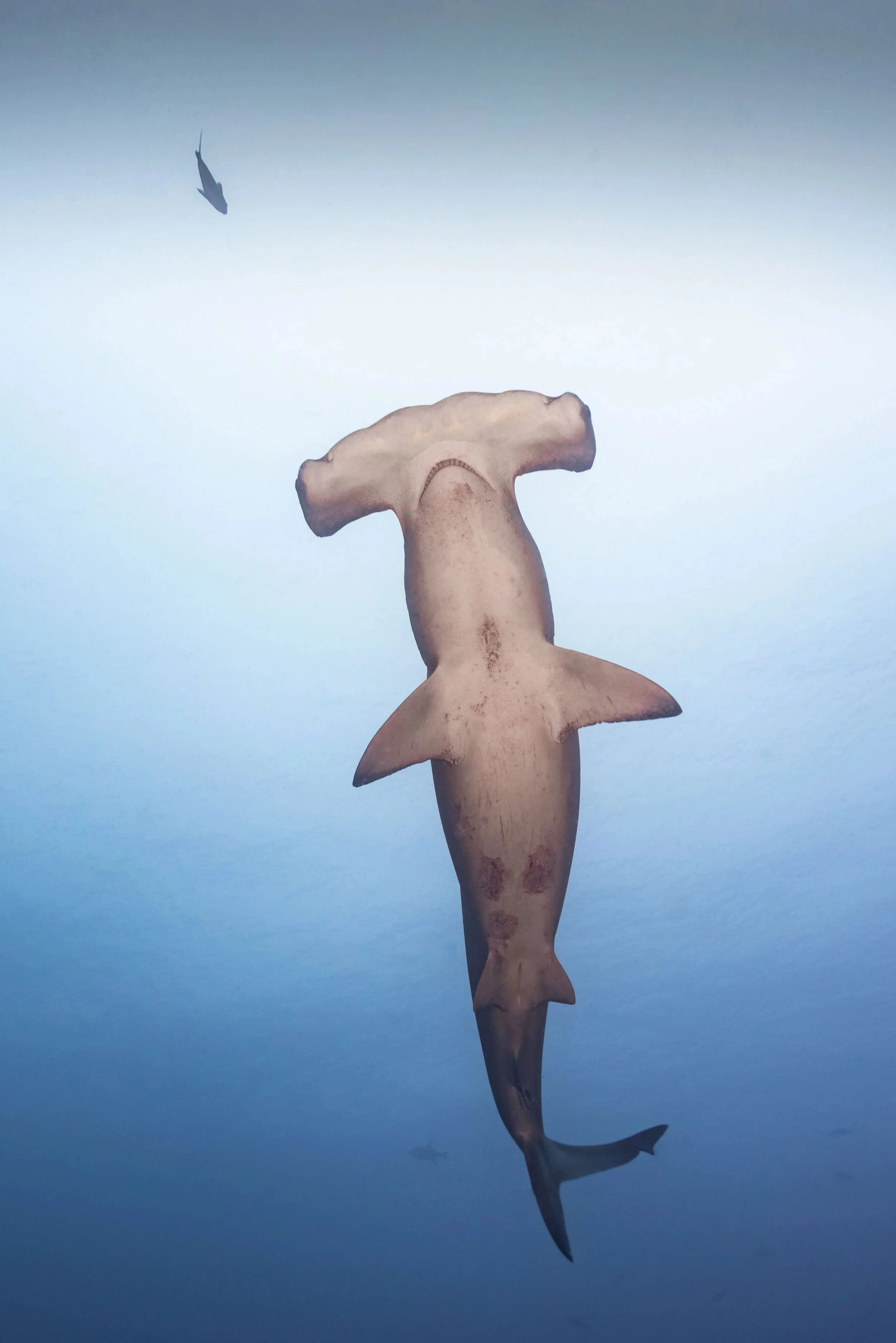 A shark appears to be made from a piece of ginger root on a blue background, with a small fish swimming above it.