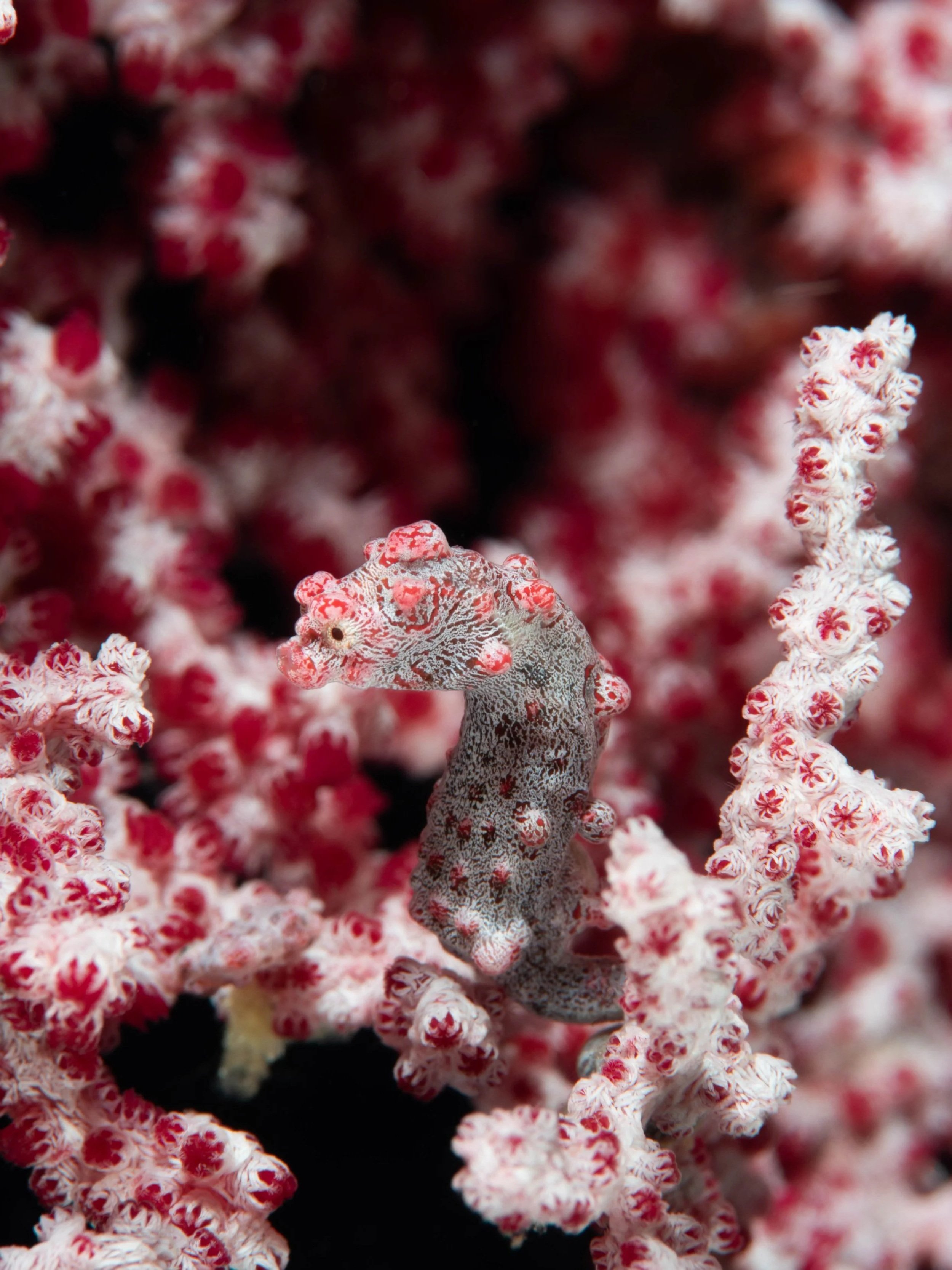 Close-up of a tiny seahorse blending with pink and white coral.
