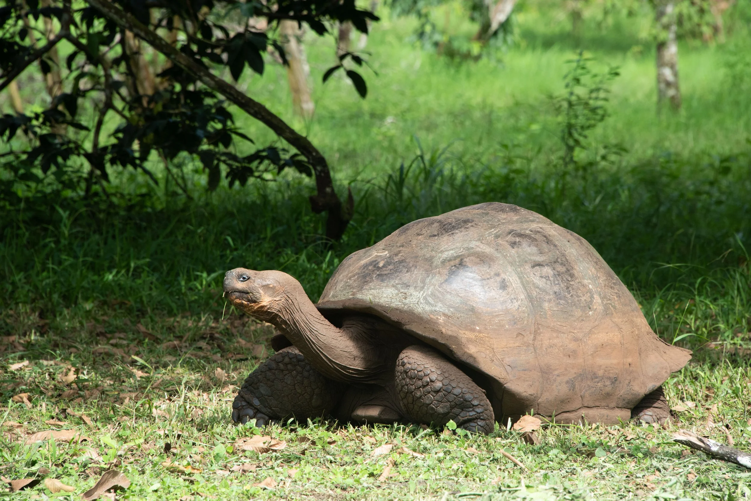 A large Galápagos tortoise walking on grass in a lush green forest.