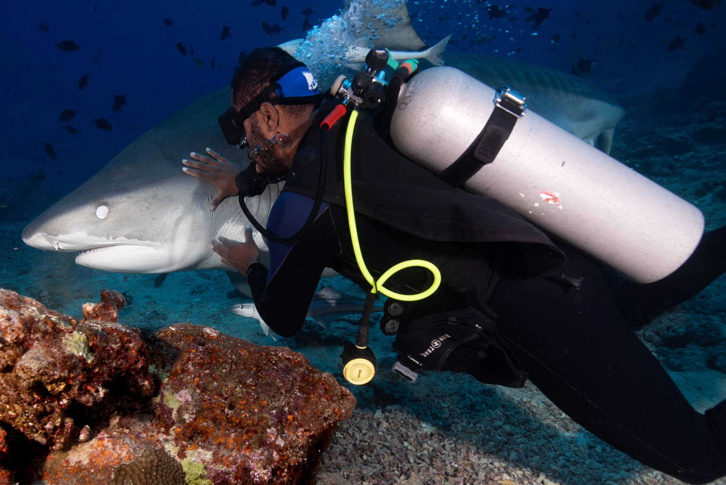 A scuba diver underwater, holding a large shark near a coral reef.