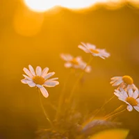 wellness-in-the-wild-square-200.jpg