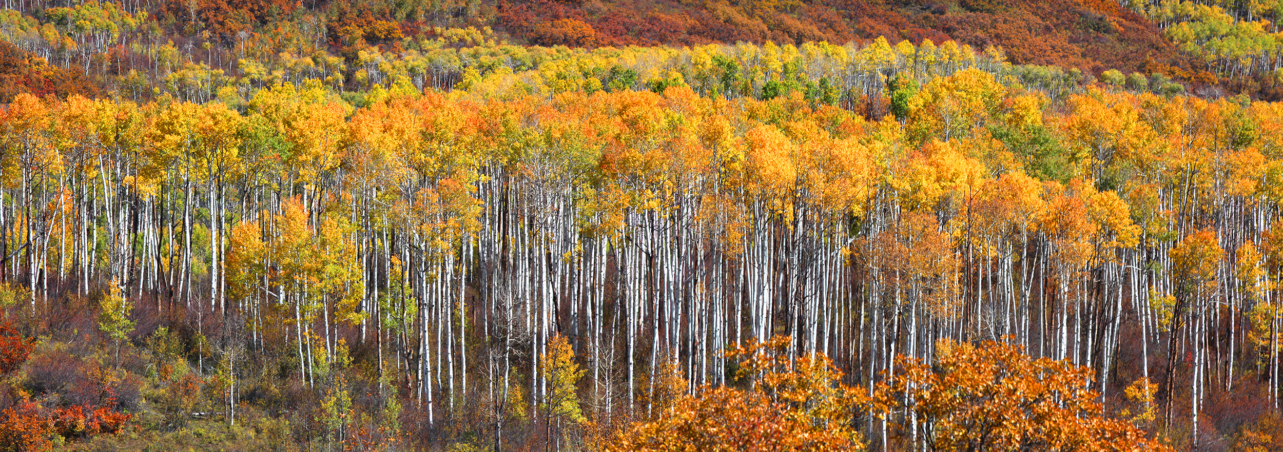 contact-aspen-leaves.jpg