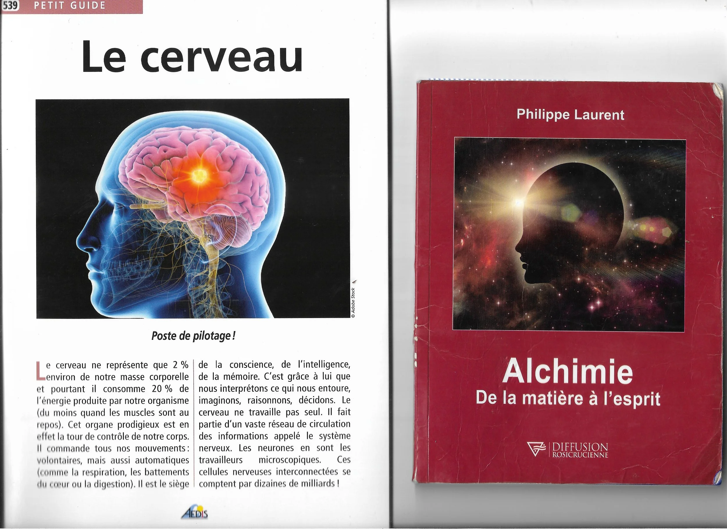 lE CERVEAU.jpeg
