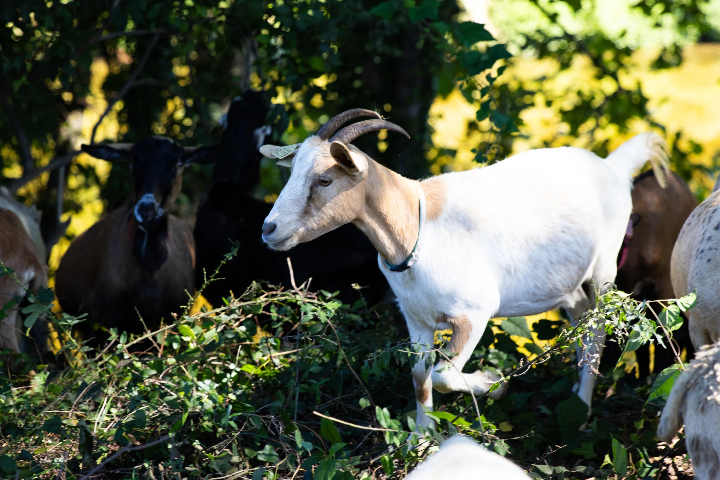 Goat Grazing September 2026_EB-4.jpg