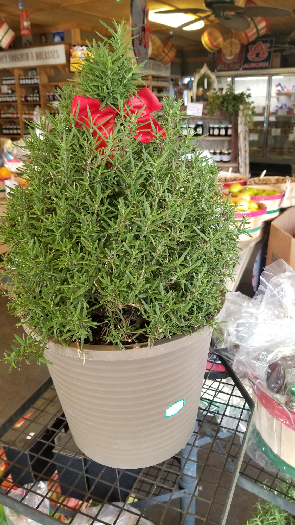 Resized_20181217_111246_5714.jpeg