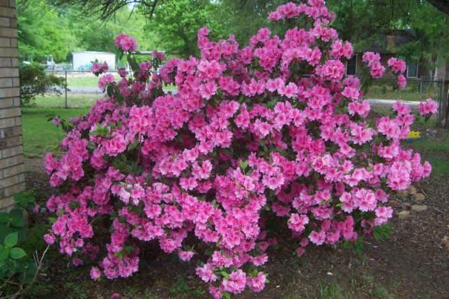 Azalea-Encore-644x429.jpg