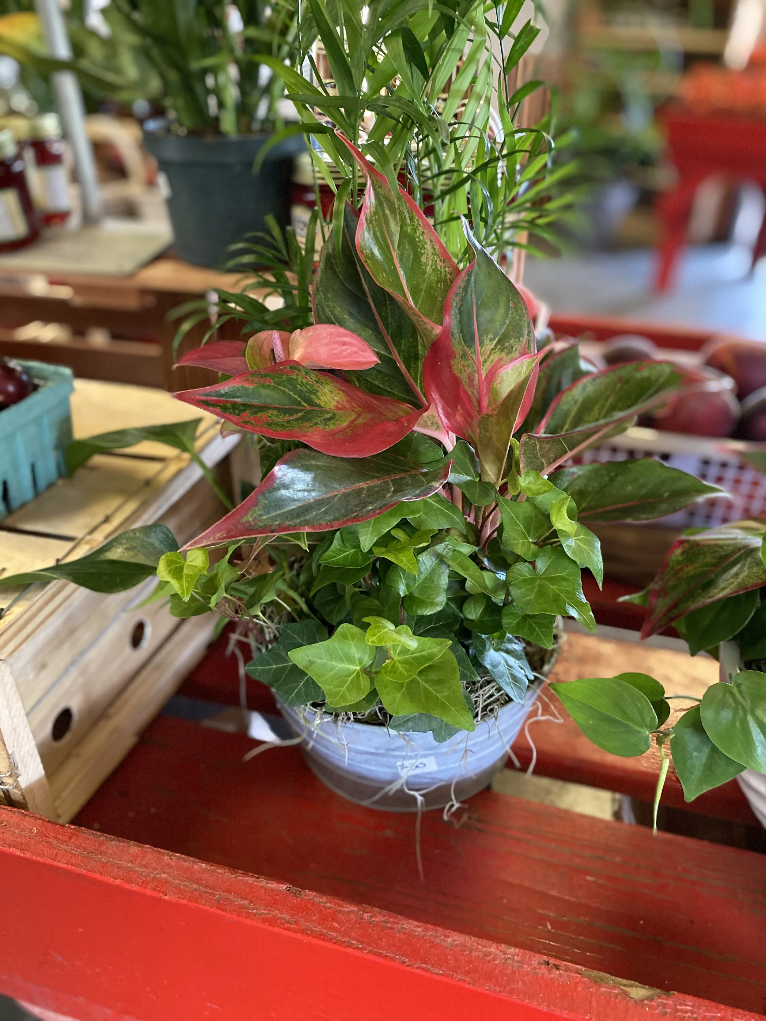 Gallery — — Green Valley Nursery