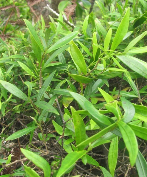 Maile that is similar to the Mailelauliʻi once found in Koʻiahi.hawaiianforest.com