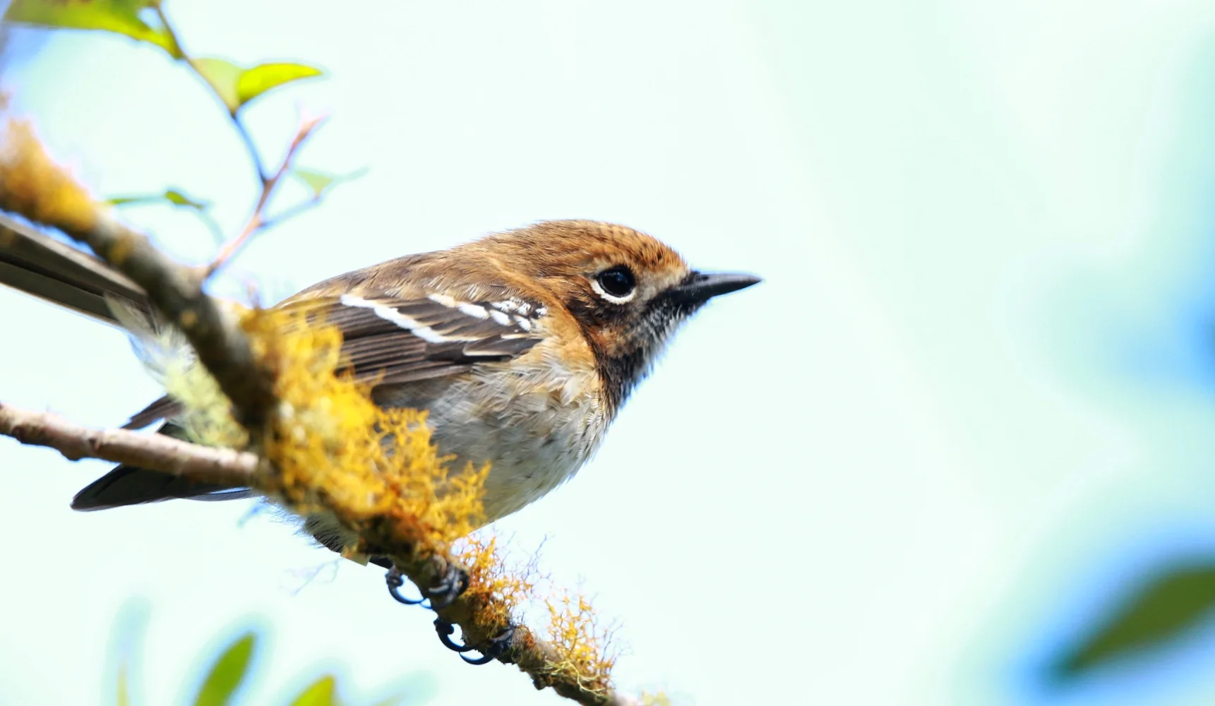 The Oʻahu ʻElepaio is one of many endangered species of animals and plants within sacred Mākua. Photo by Francis Joy.
