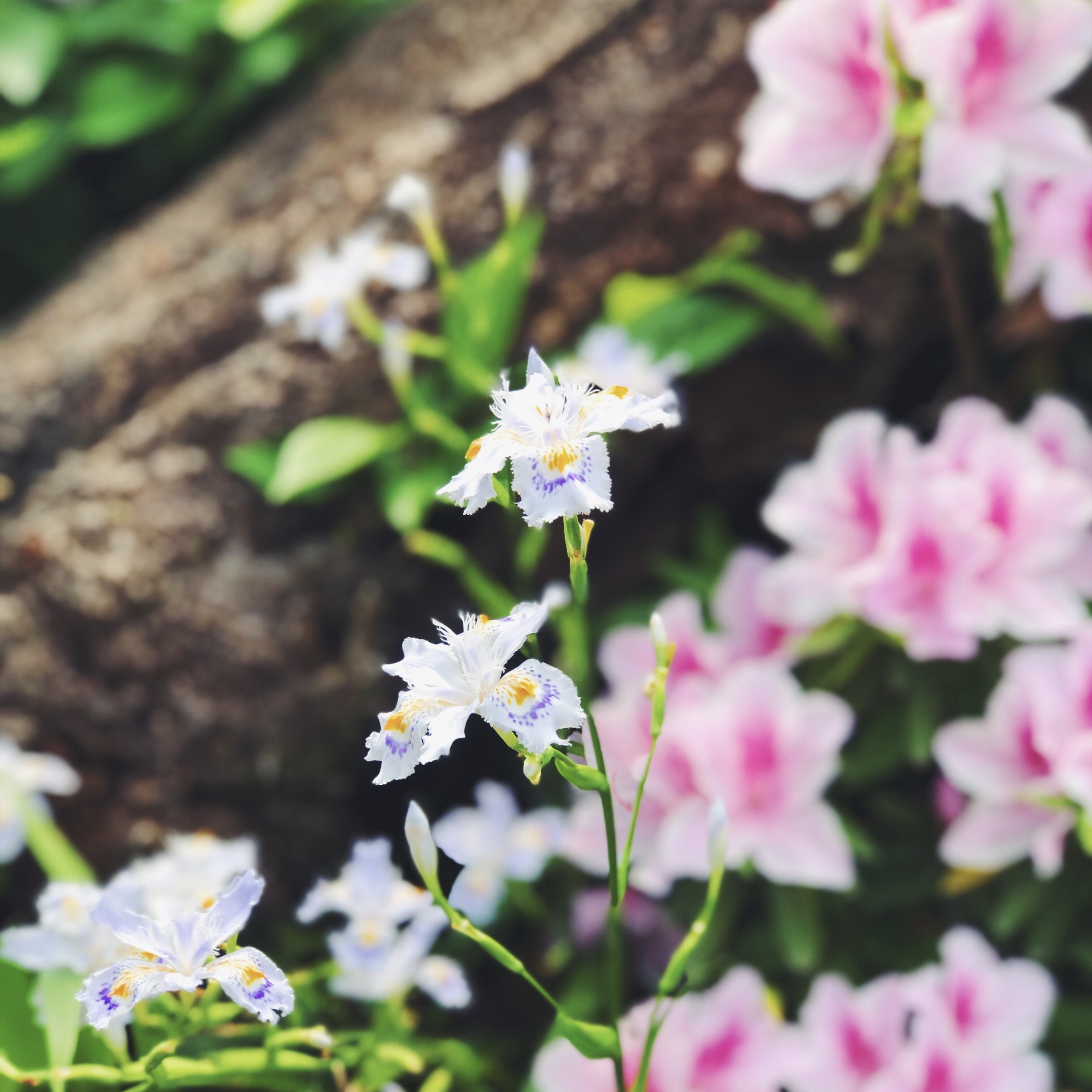 WHITE IRIS, GARDENS AT KINTAI BRIDGE