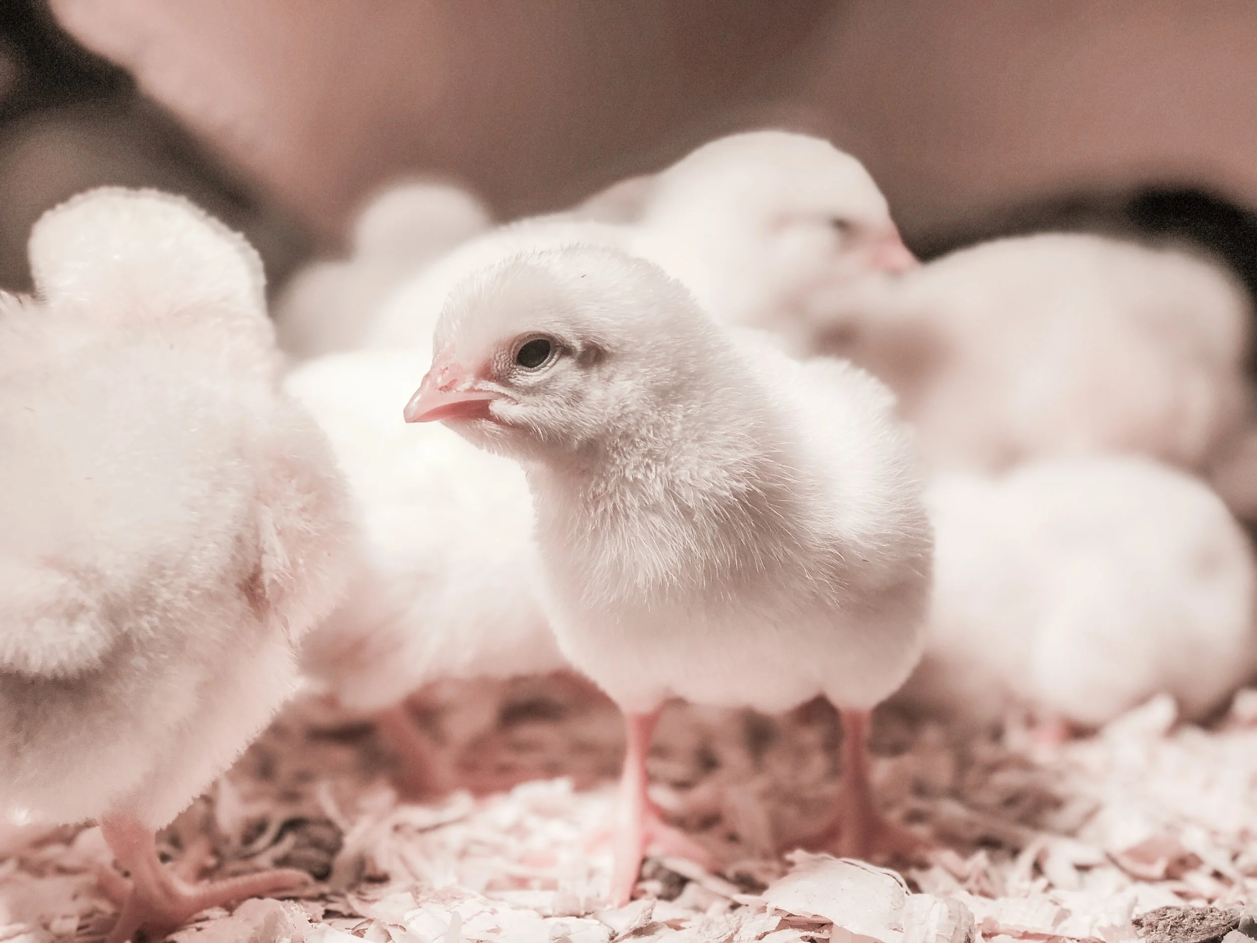 Should chickens eat eggs? 