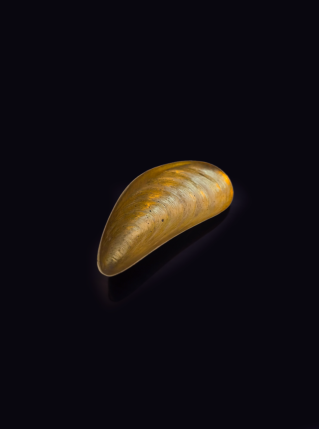 les-objoies-mussel-salt-cellar-vide-poche-3.png