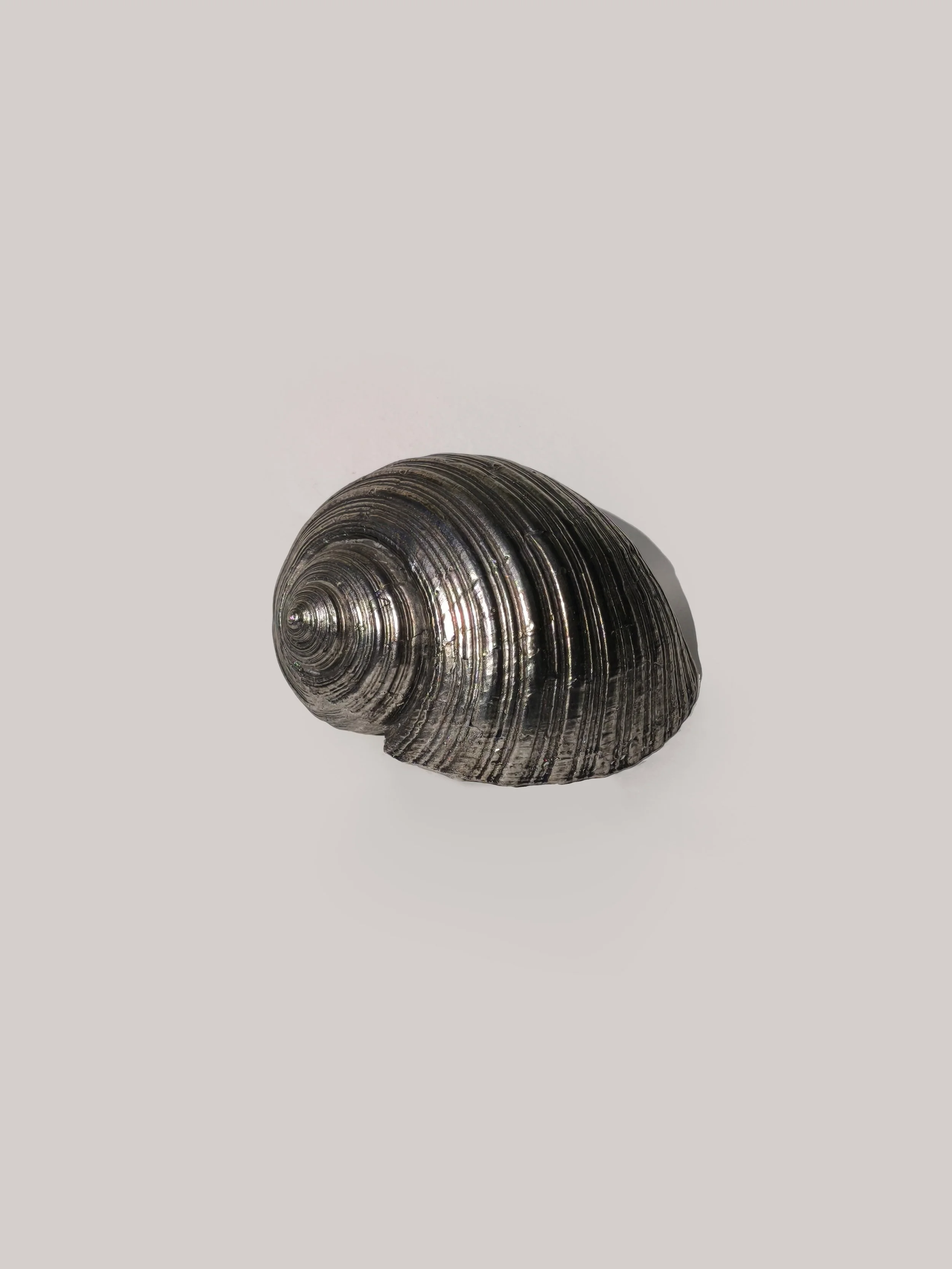 Nautilus Shell Sculpture