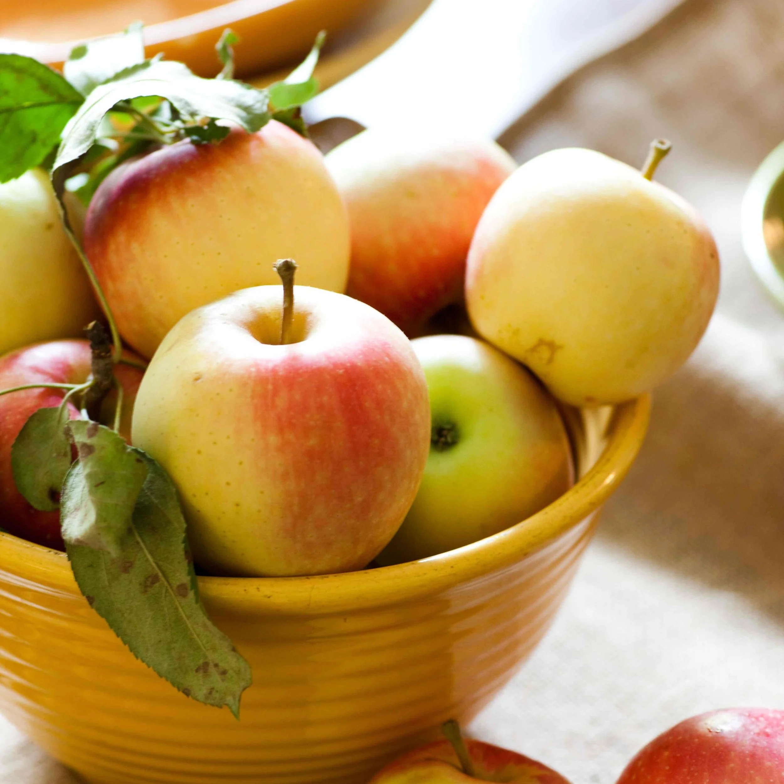 fall apples-sara_shoot3_0339 copy.jpg