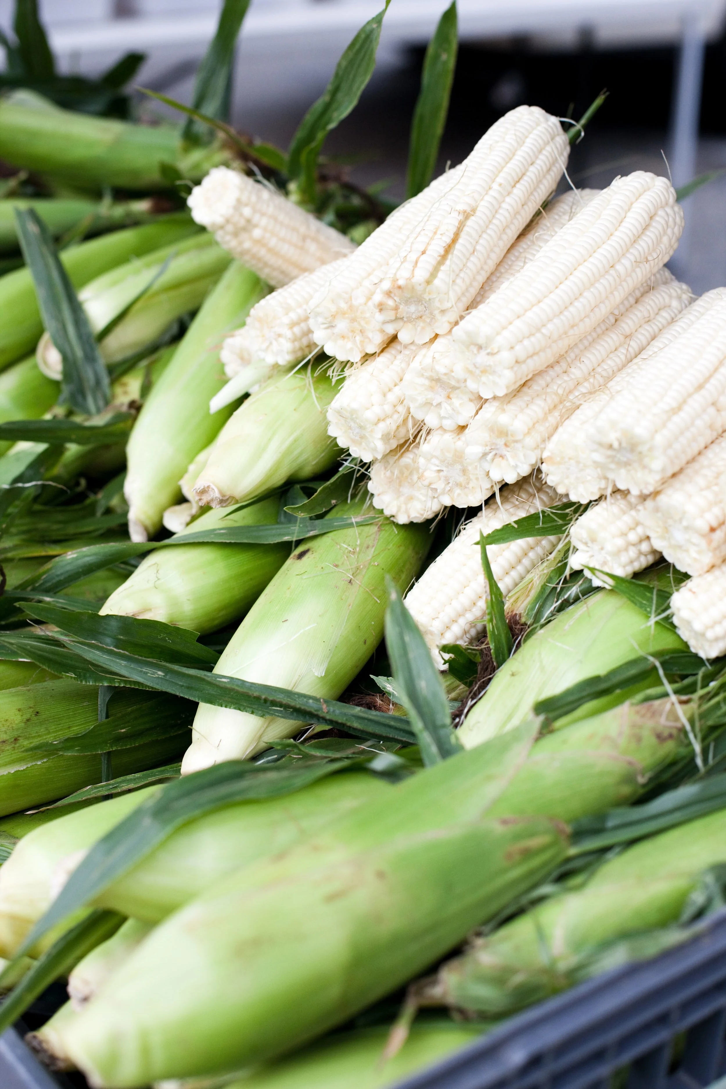 corn.jpg