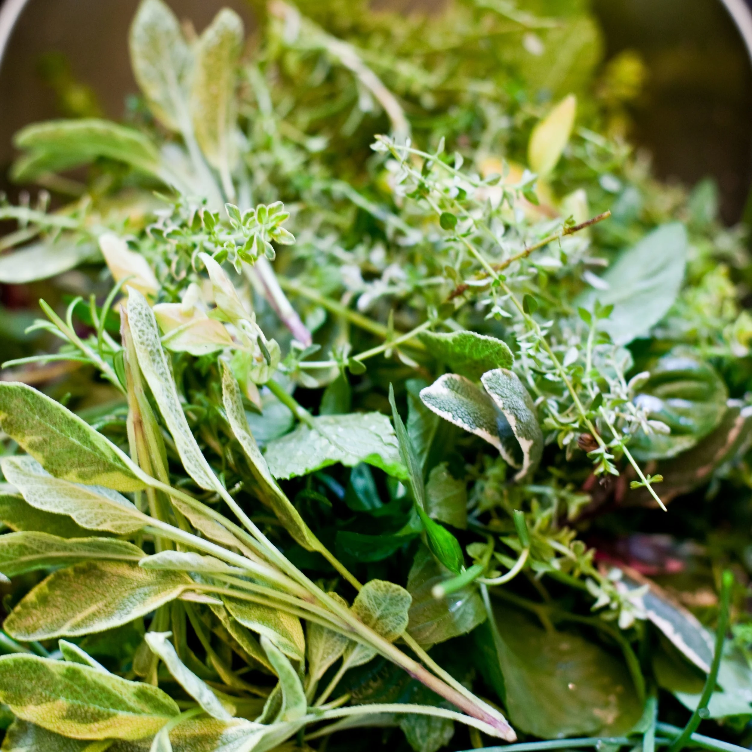 herbs-.jpg
