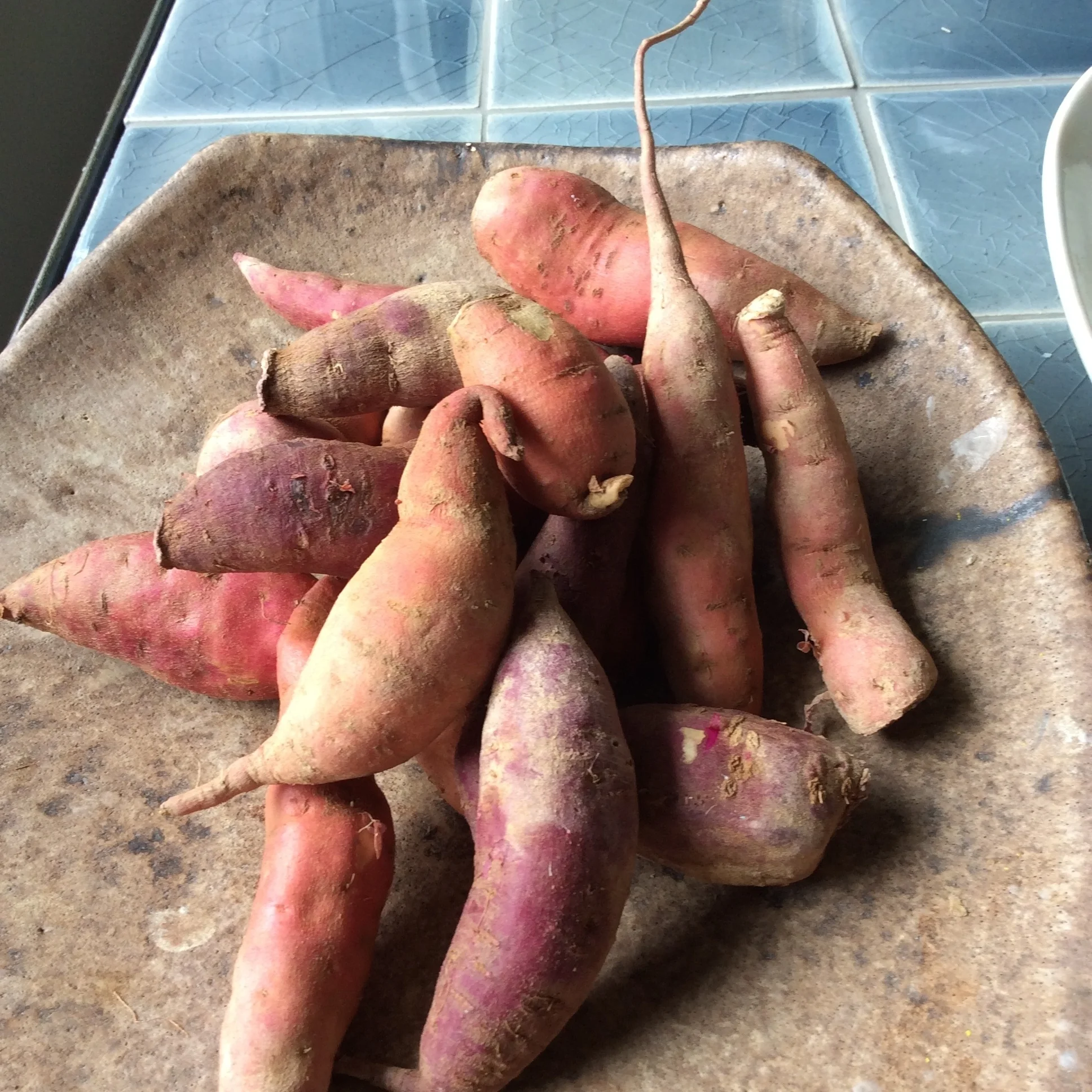 sweet potatoes.jpg