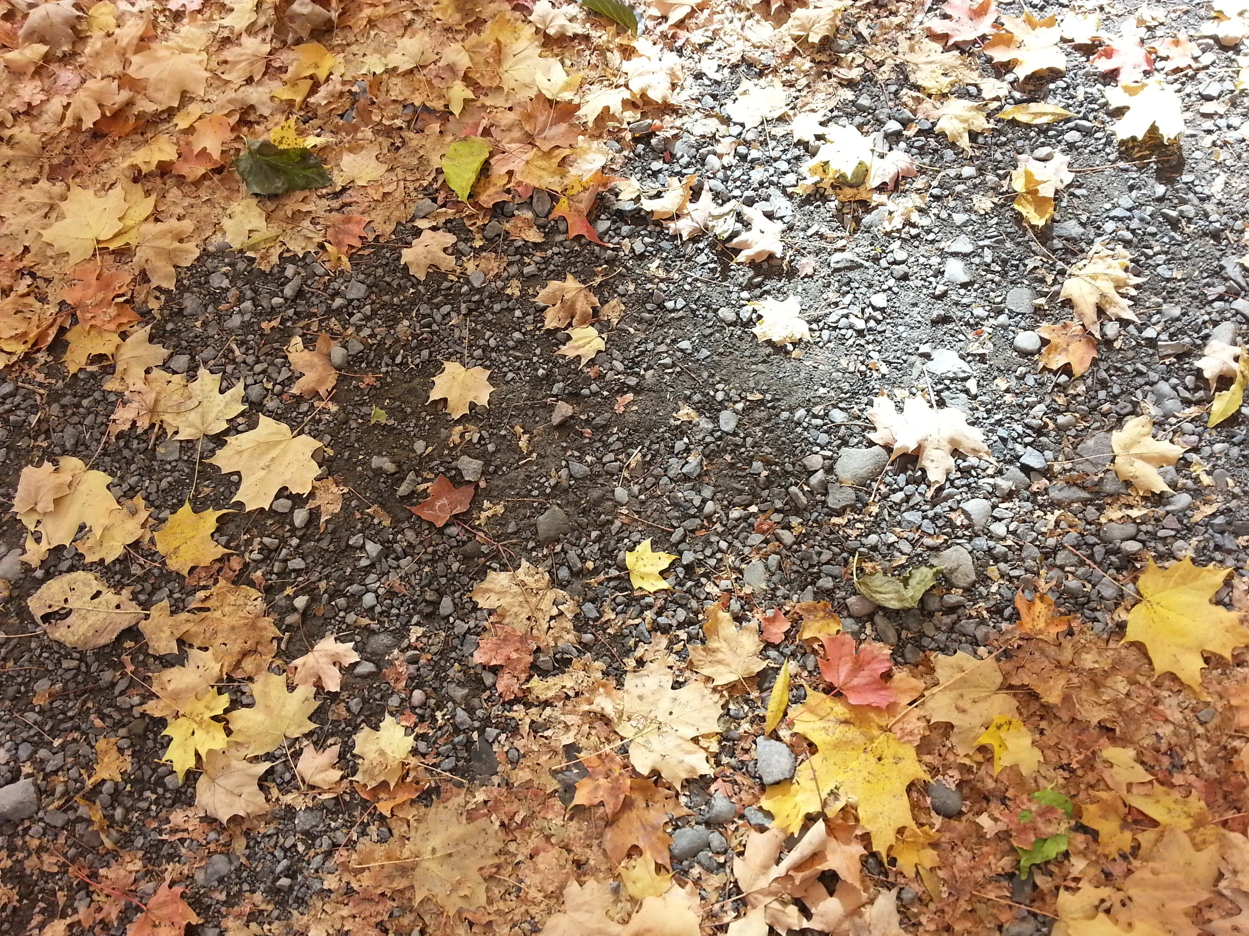 Autumn Cleanup!