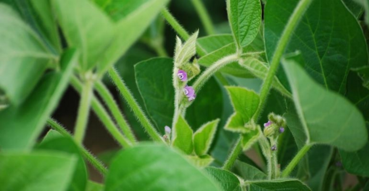 soybean_flowering.jpg