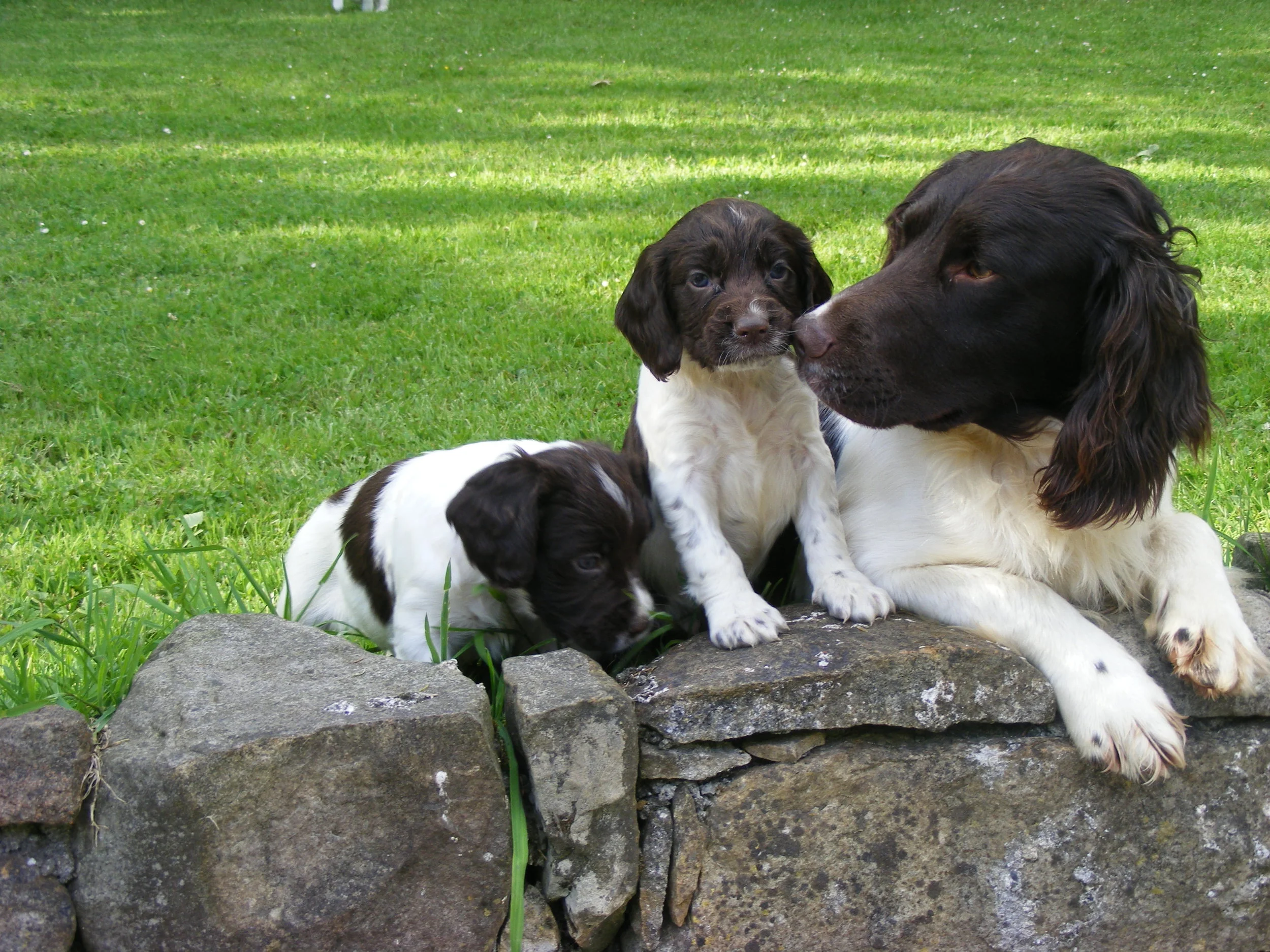 mom_puppy.jpg