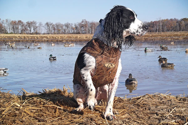 springer_duck.jpg