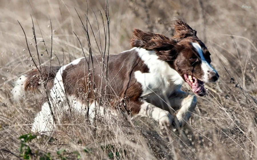 2019 February Field Trial