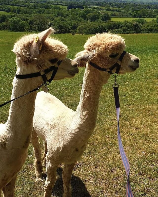 Brad &amp; Ted after being sheared! 
The Alpacas are sheared once a year, before July. Alpacas must be sheared annually and if not sheared the fleece will continue to grow for a number of years and cause overheating and distress. The process takes ap