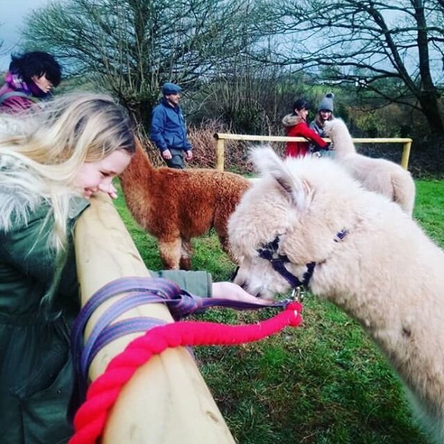 Stopping halfway round to feed the alpacas! 😍

#MidWalesLive #RealMidWales @visitwales @visitmidwales