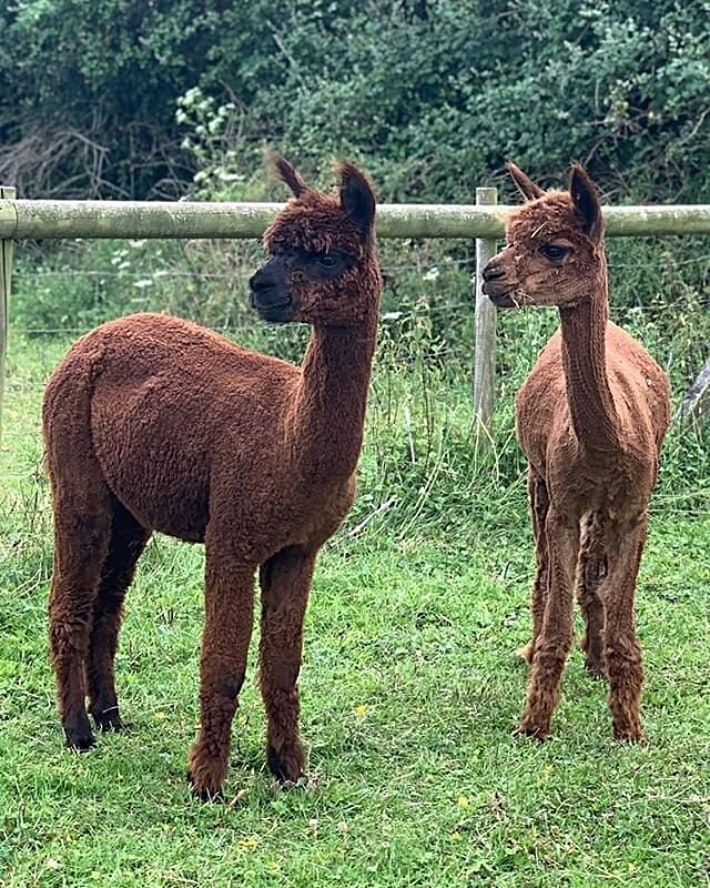 Ronnie &amp; Reggie! 😍 These boys have only been with us for 6 months and already proving to be great walkers. Both are only 18 months old and are extremely tame. They will be walking with the public very soon 🙌