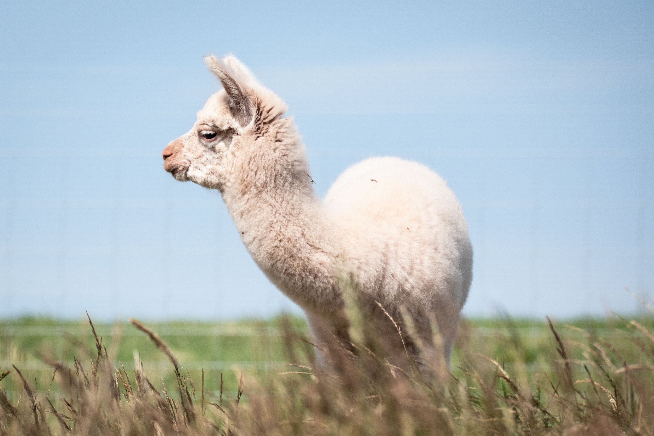 Alpacas-4 Boris.jpg