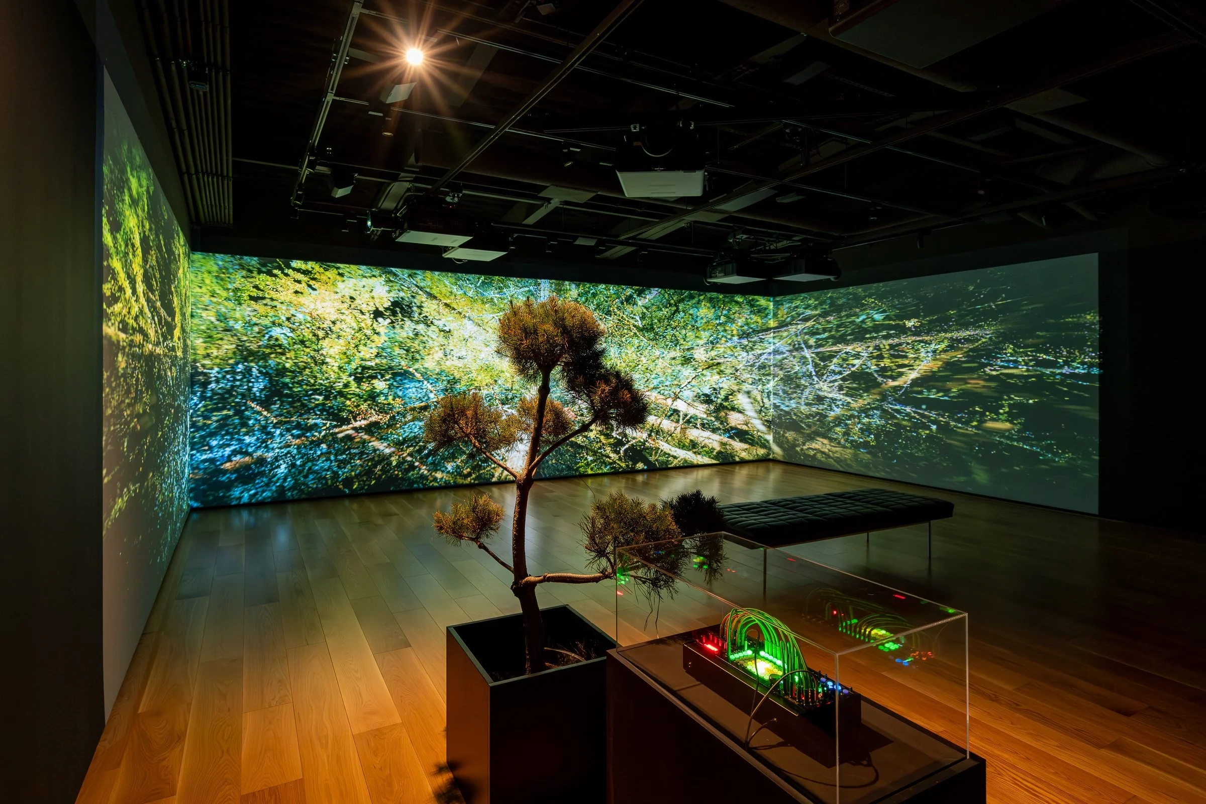   Installation view, Nelly-Eve Rajotte: Trees communicate with each other at 220 hertz.  December 5, 2025—April 19, 2026, Contemporary Calgary. Photo by Blaine Campbell. 