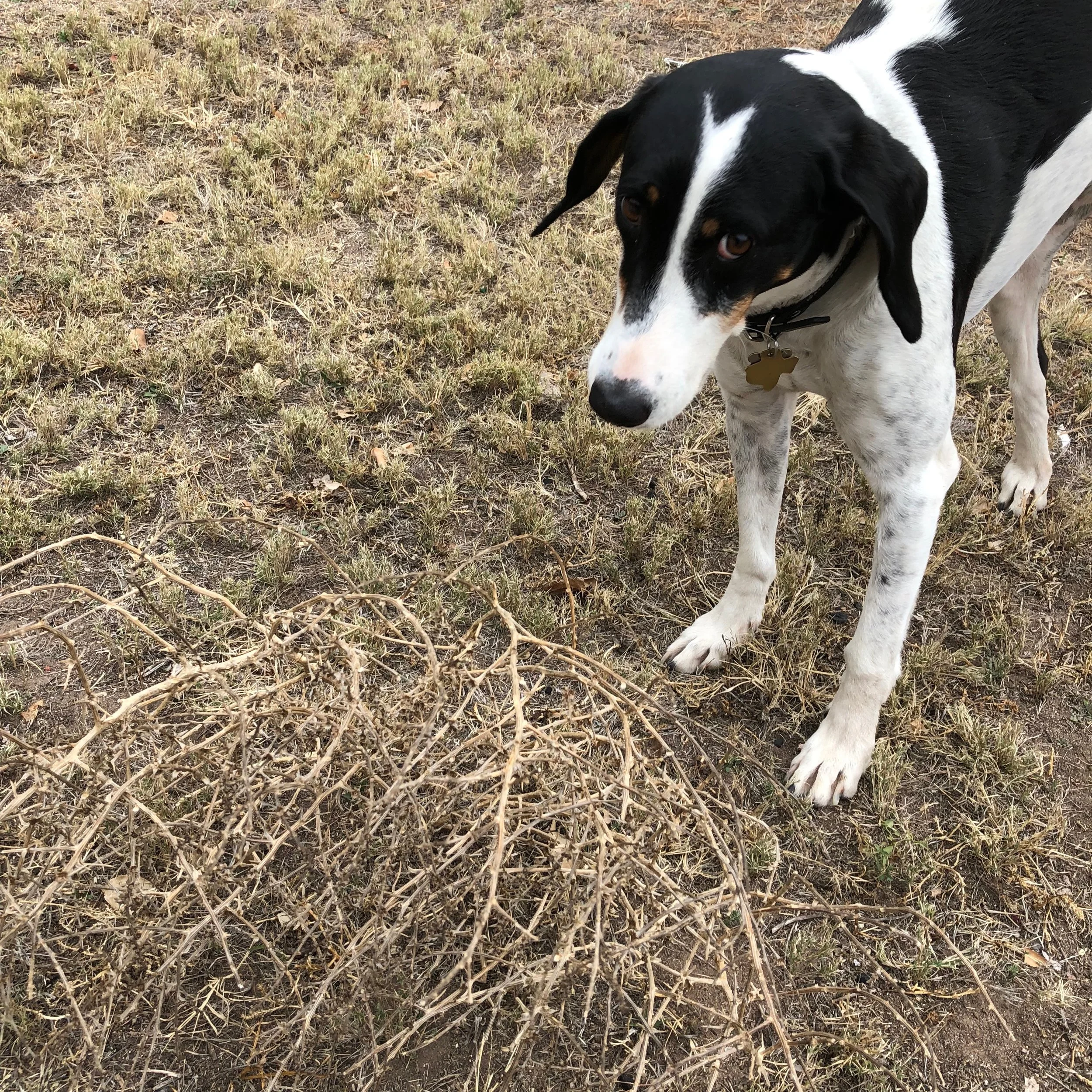 You will spot Carly on the streets of Marfa as she leads David on his daily excursions.