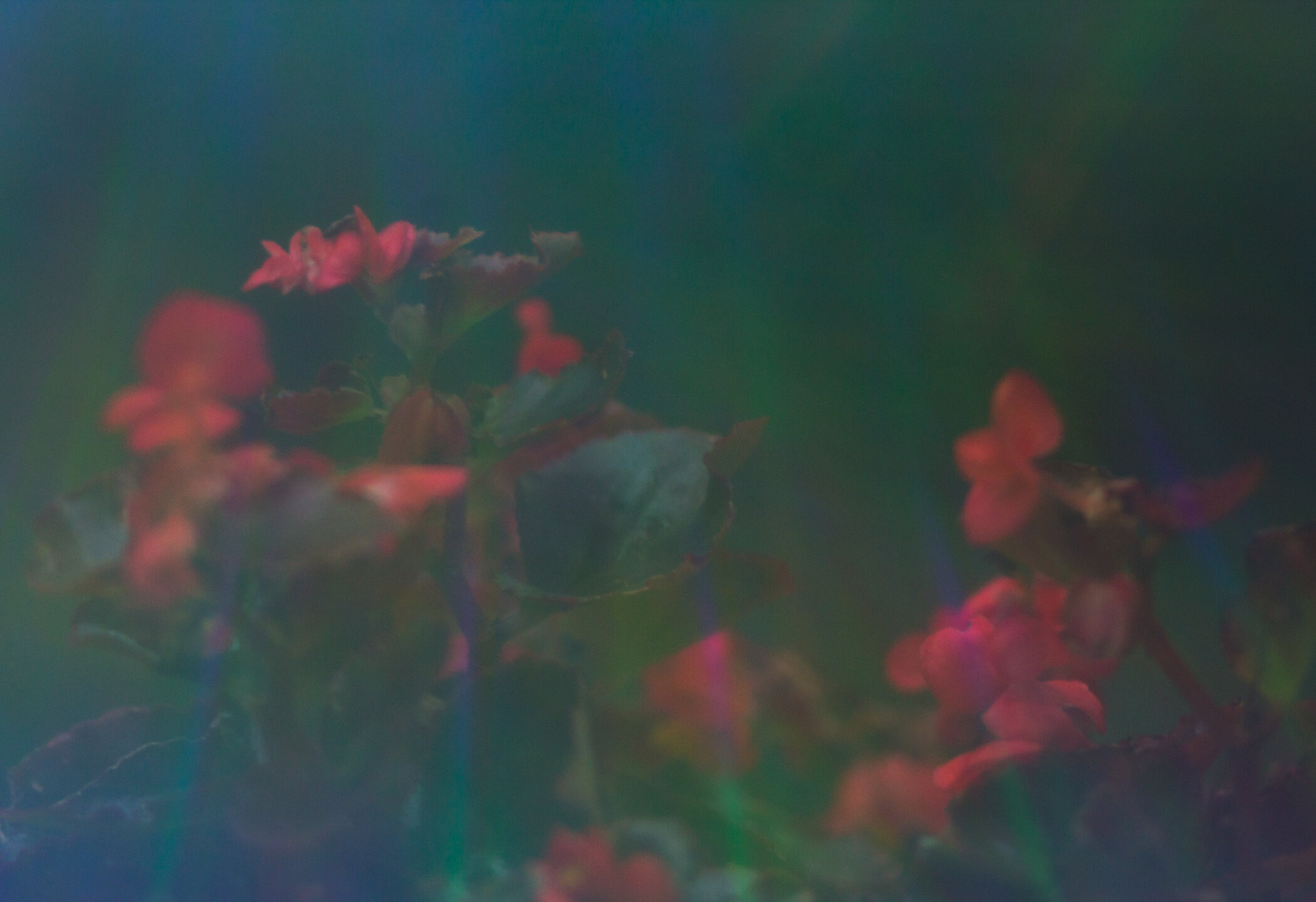 eabroadwater_naturestilllife4.jpg