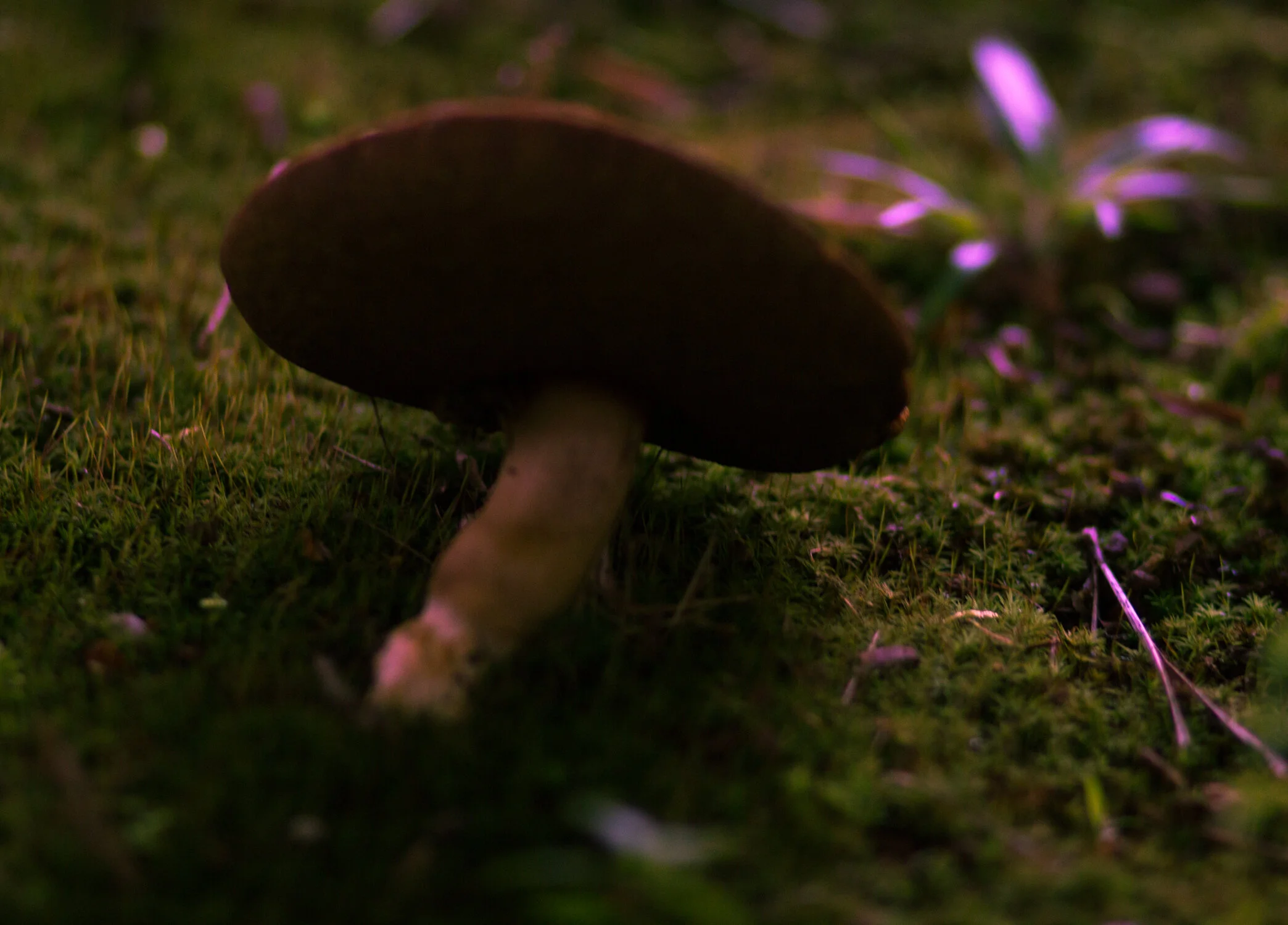 eabroadwater_naturestilllife2.jpg