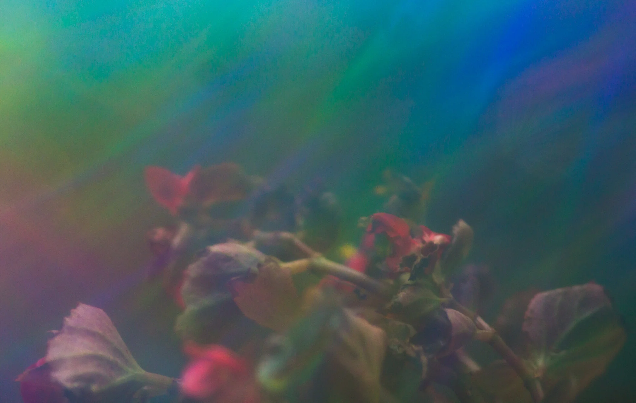 eabroadwater_naturestilllife5.jpg